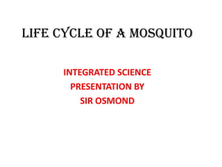 LIFE CYCLE OF A MOSQUITO
INTEGRATED SCIENCE
PRESENTATION BY
SIR OSMOND

 
