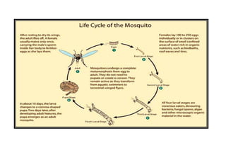 Life cycle of a mosquito w/ illustration
