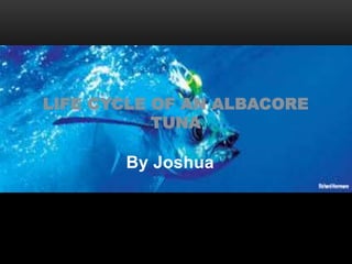 LIFE CYCLE OF AN ALBACORE 
TUNA 
By Joshua 
 