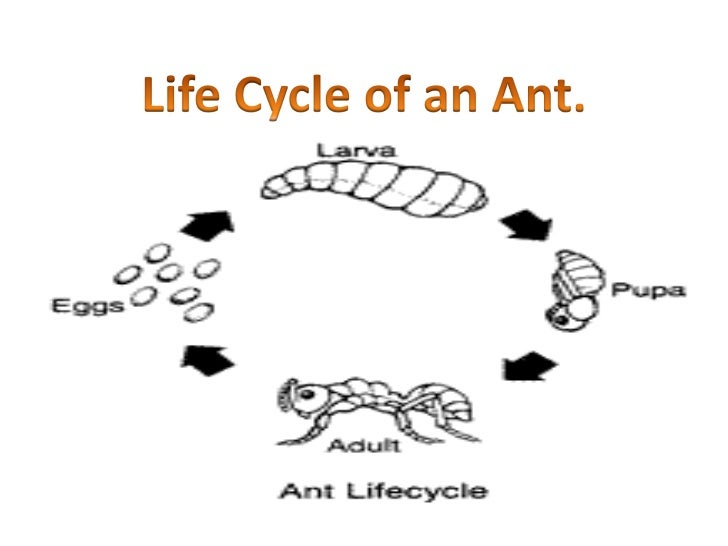 Life Cycle Of An Ant