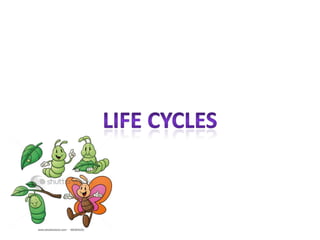 Life cycles 