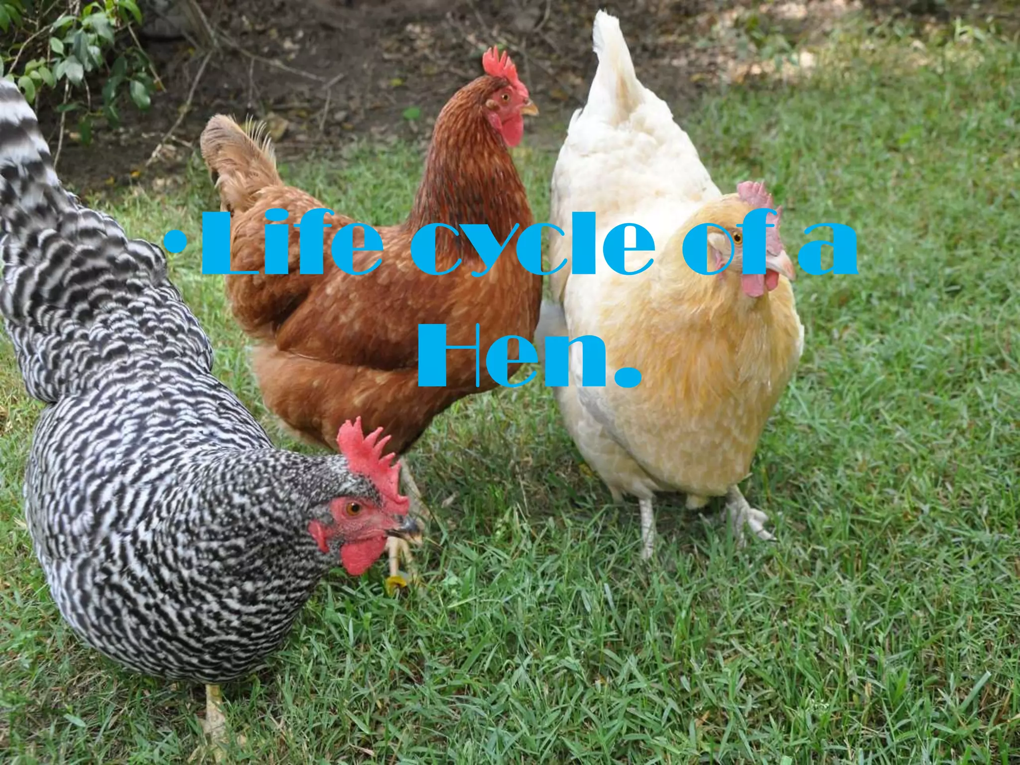 •Life cycle of a
      Hen.
 