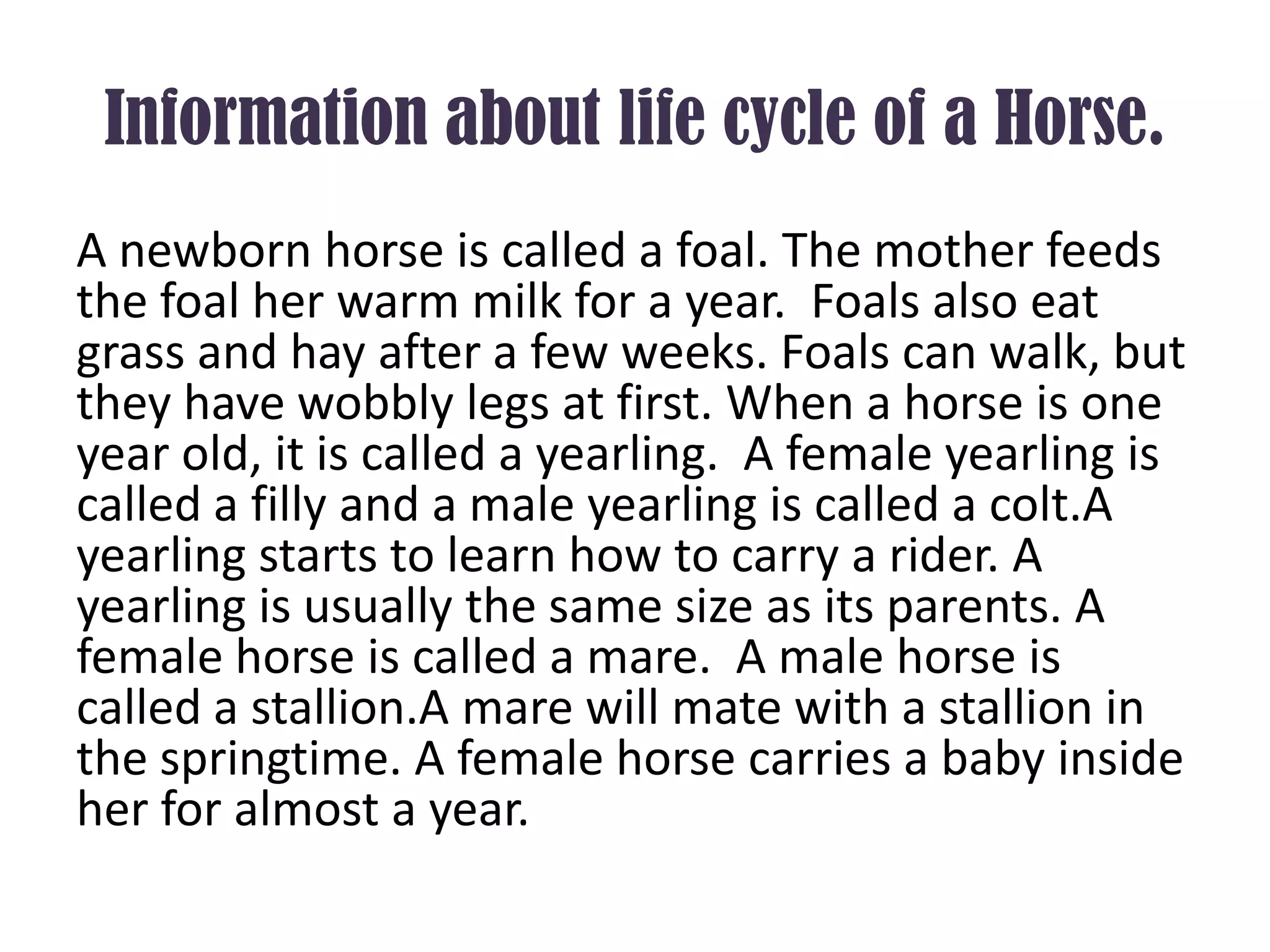 Information about life cycle of a Horse.
A newborn horse is called a foal. The mother feeds
the foal her warm milk for a year. Foals also eat
grass and hay after a few weeks. Foals can walk, but
they have wobbly legs at first. When a horse is one
year old, it is called a yearling. A female yearling is
called a filly and a male yearling is called a colt.A
yearling starts to learn how to carry a rider. A
yearling is usually the same size as its parents. A
female horse is called a mare. A male horse is
called a stallion.A mare will mate with a stallion in
the springtime. A female horse carries a baby inside
her for almost a year.
 