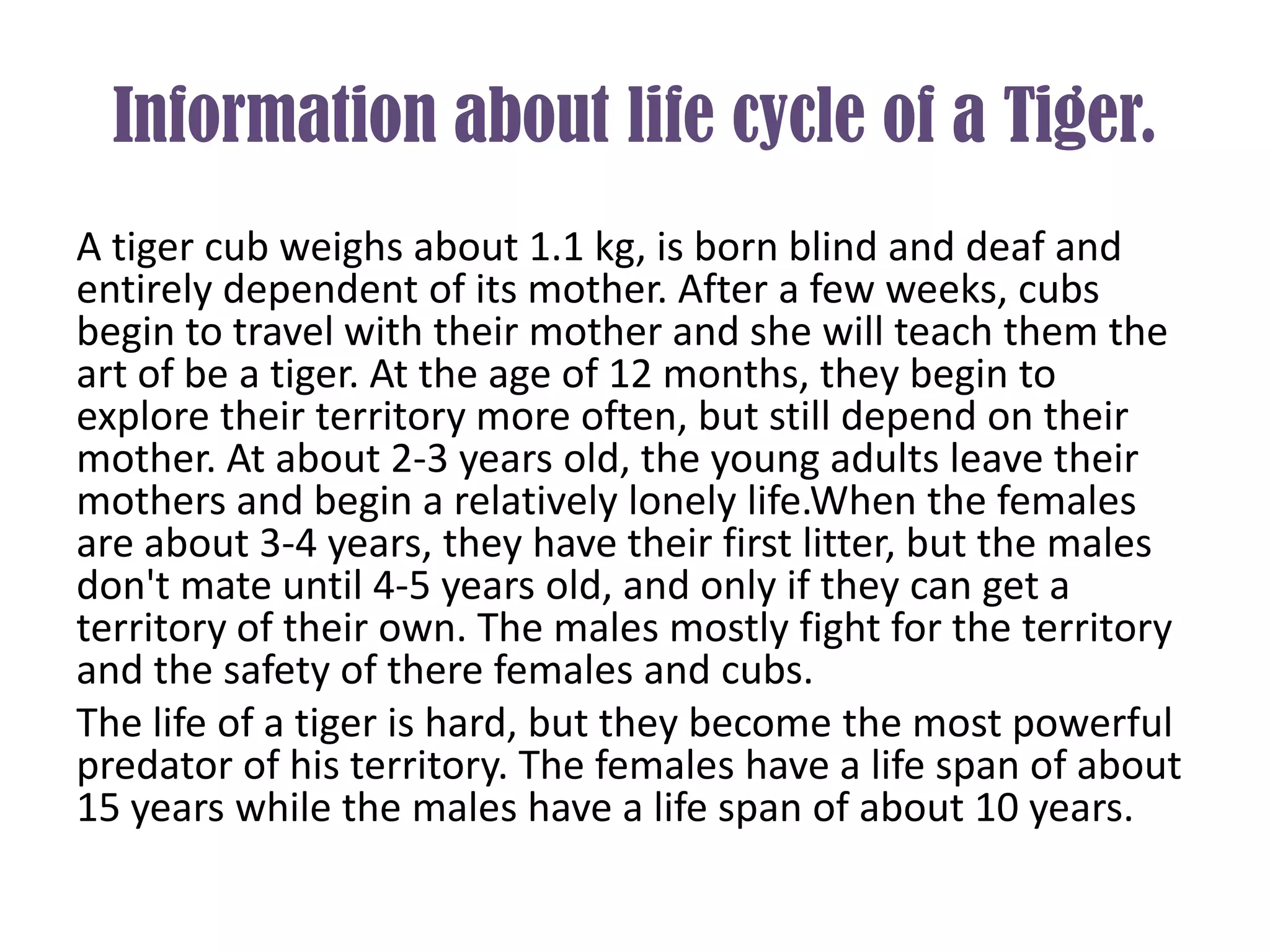 Information about life cycle of a Tiger.
A tiger cub weighs about 1.1 kg, is born blind and deaf and
entirely dependent of its mother. After a few weeks, cubs
begin to travel with their mother and she will teach them the
art of be a tiger. At the age of 12 months, they begin to
explore their territory more often, but still depend on their
mother. At about 2-3 years old, the young adults leave their
mothers and begin a relatively lonely life.When the females
are about 3-4 years, they have their first litter, but the males
don't mate until 4-5 years old, and only if they can get a
territory of their own. The males mostly fight for the territory
and the safety of there females and cubs.
The life of a tiger is hard, but they become the most powerful
predator of his territory. The females have a life span of about
15 years while the males have a life span of about 10 years.
 