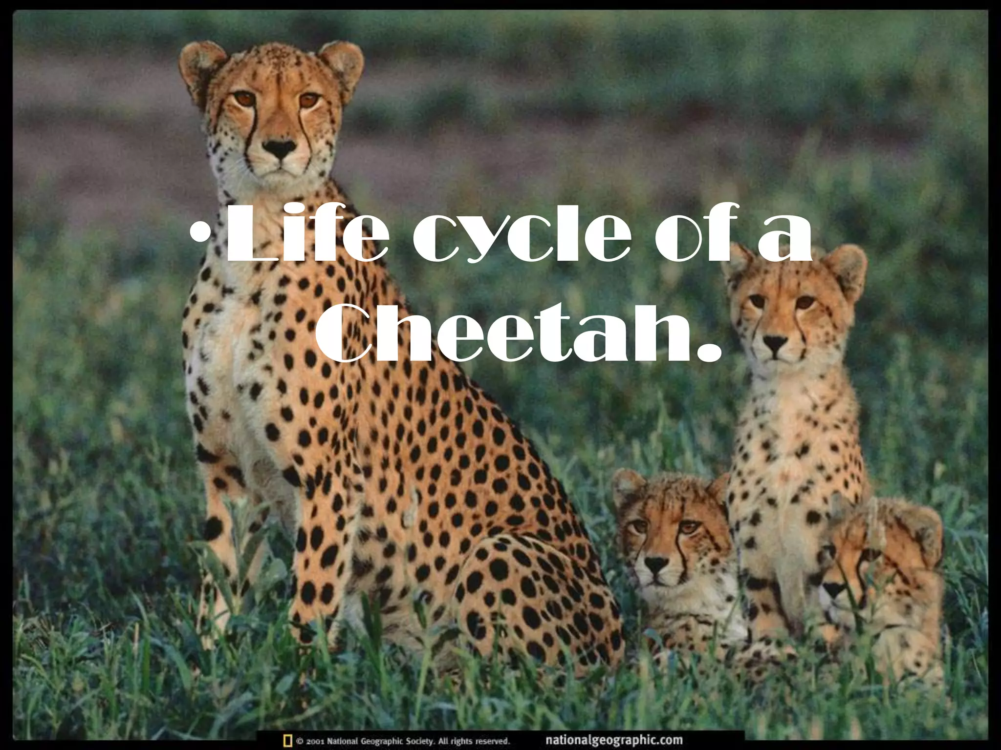 •Life cycle of a
   Cheetah.
 