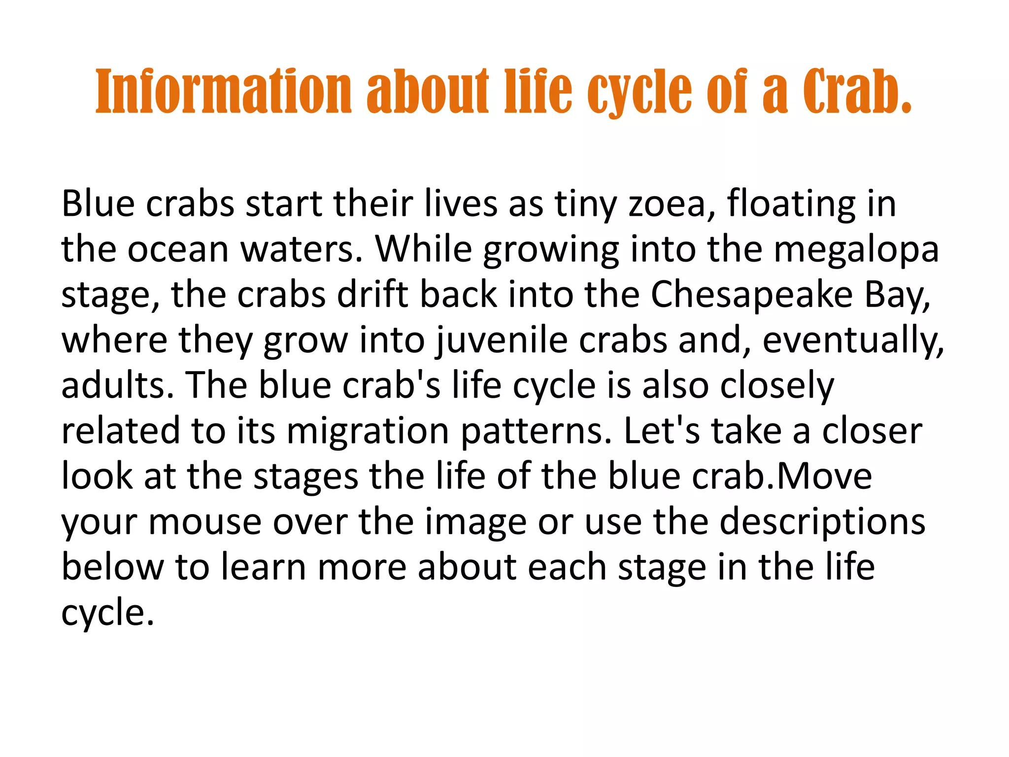 Information about life cycle of a Crab.
Blue crabs start their lives as tiny zoea, floating in
the ocean waters. While growing into the megalopa
stage, the crabs drift back into the Chesapeake Bay,
where they grow into juvenile crabs and, eventually,
adults. The blue crab's life cycle is also closely
related to its migration patterns. Let's take a closer
look at the stages the life of the blue crab.Move
your mouse over the image or use the descriptions
below to learn more about each stage in the life
cycle.
 