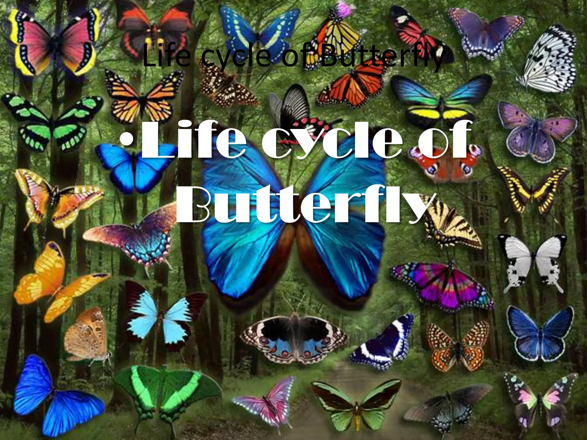 Life cycle of Butterfly

•Life cycle of
  Butterfly
 