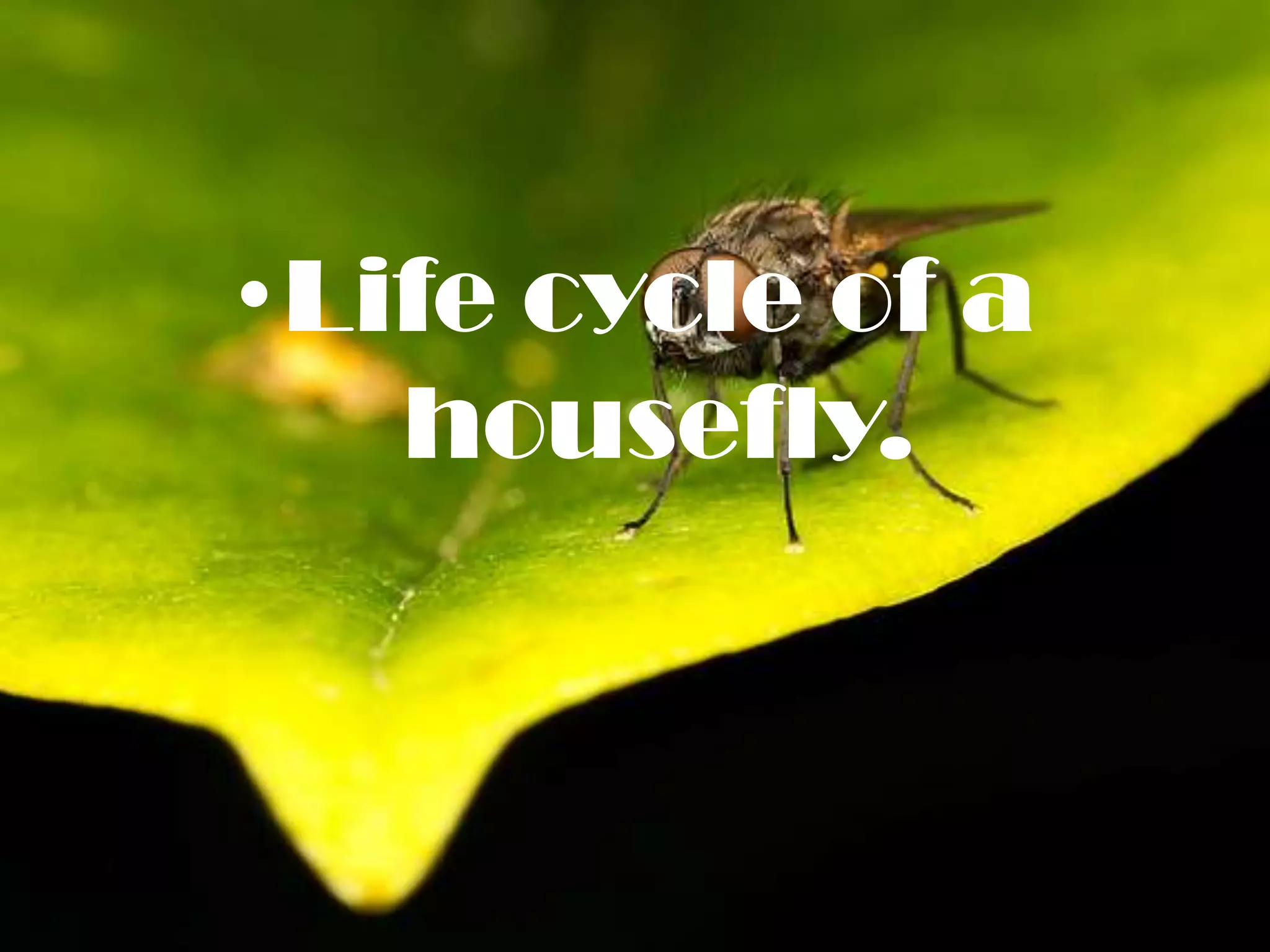•Life cycle of a
   housefly.
 