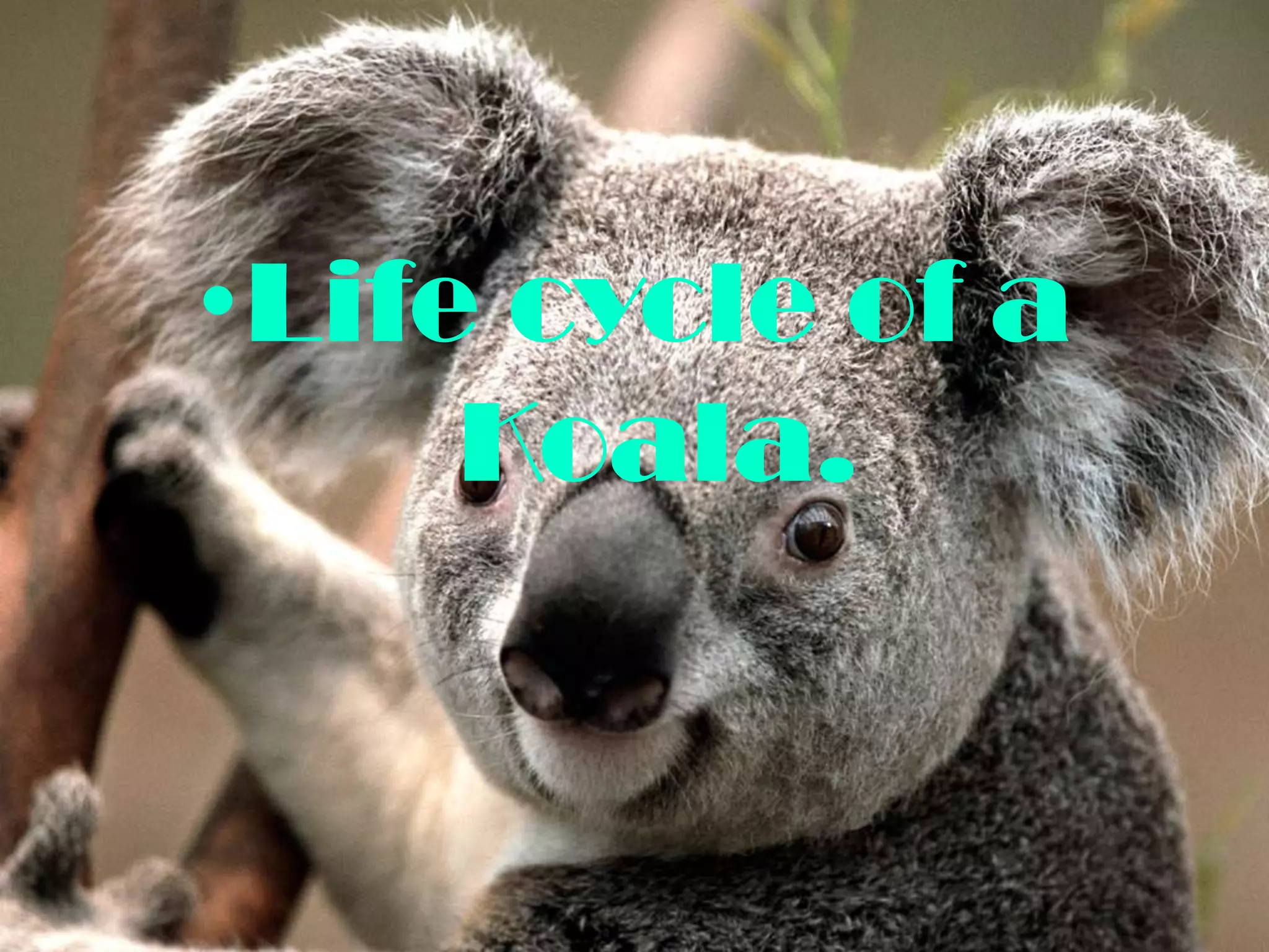 •Life cycle of a
     Koala.
 
