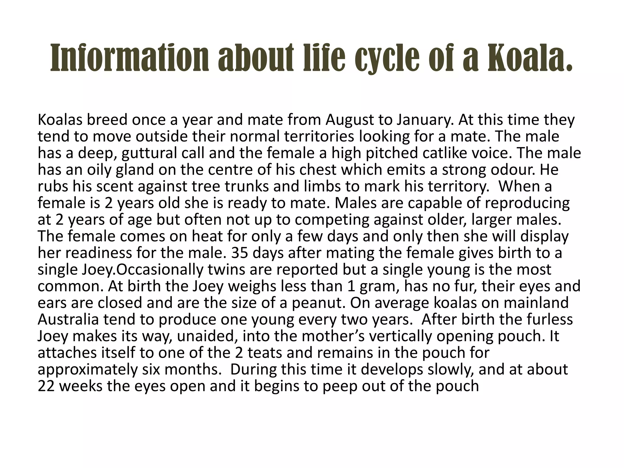 Information about life cycle of a Koala.
Koalas breed once a year and mate from August to January. At this time they
tend to move outside their normal territories looking for a mate. The male
has a deep, guttural call and the female a high pitched catlike voice. The male
has an oily gland on the centre of his chest which emits a strong odour. He
rubs his scent against tree trunks and limbs to mark his territory. When a
female is 2 years old she is ready to mate. Males are capable of reproducing
at 2 years of age but often not up to competing against older, larger males.
The female comes on heat for only a few days and only then she will display
her readiness for the male. 35 days after mating the female gives birth to a
single Joey.Occasionally twins are reported but a single young is the most
common. At birth the Joey weighs less than 1 gram, has no fur, their eyes and
ears are closed and are the size of a peanut. On average koalas on mainland
Australia tend to produce one young every two years. After birth the furless
Joey makes its way, unaided, into the mother’s vertically opening pouch. It
attaches itself to one of the 2 teats and remains in the pouch for
approximately six months. During this time it develops slowly, and at about
22 weeks the eyes open and it begins to peep out of the pouch
 