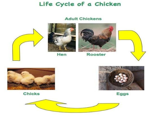 Life cycle of animals.