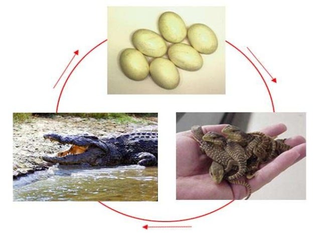 Черепахи развитие с метаморфозом. Строение яйца крокодила. Размножение пресмыкающиеся яйца. Цикл развития крокодила. Модель развития крокодила.