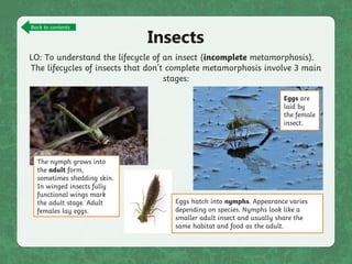 Important fact of Life cycle of animals.pptx