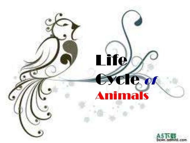 Life cycle of animals & worksheet