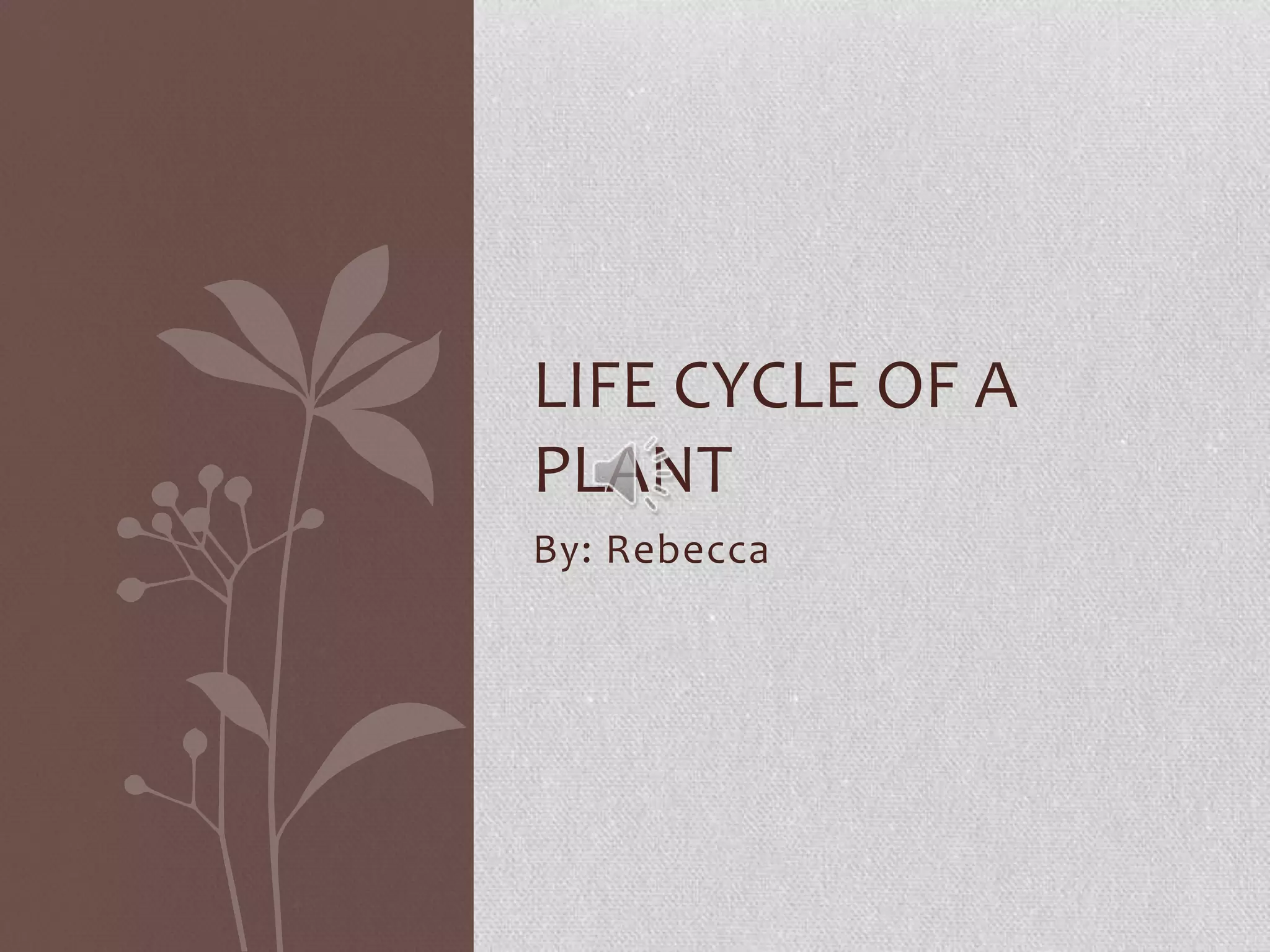 Life cycle of a plant | PPT