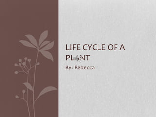 LIFE CYCLE OF A
PLANT
By: Rebecca
 