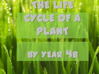 THE LIFE
CYCLE OF A
  PLANT

BY YEAR   4B
 
