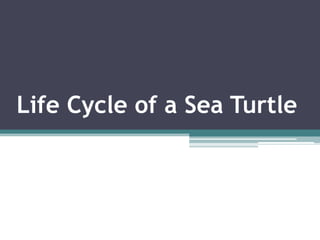 Life Cycle of a Sea Turtle 