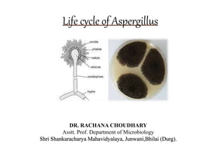 Life cycle of Aspergillus
DR. RACHANA CHOUDHARY
Asstt. Prof. Department of Microbiology
Shri Shankaracharya Mahavidyalaya, Junwani,Bhilai (Durg).
 
