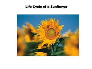 Life Cycle of a Sunflower 