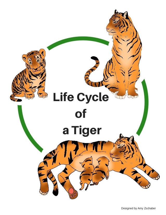 Image result for Life cycle