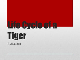 Life Cycle of a
Tiger
By:Nathan
 