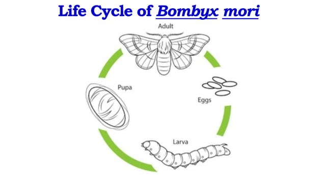 Life Cycle of Bombyx mori.pptx | Needlework | Arts and Crafts