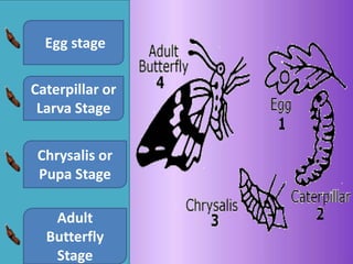 Lifecycle of butterfly | PPTX