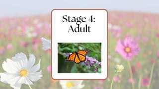 LIFE CYCLE OF BUTTERFLY FOR SCIENCE 4 2ND QUARTER.pdf