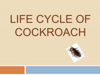 LIFE CYCLE OF
 COCKROACH
 