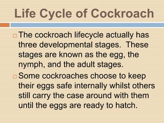 Cockroach Development Life cycle of cockroach | PPTX