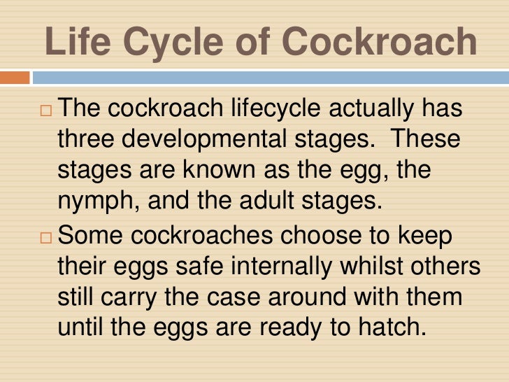 life of life of