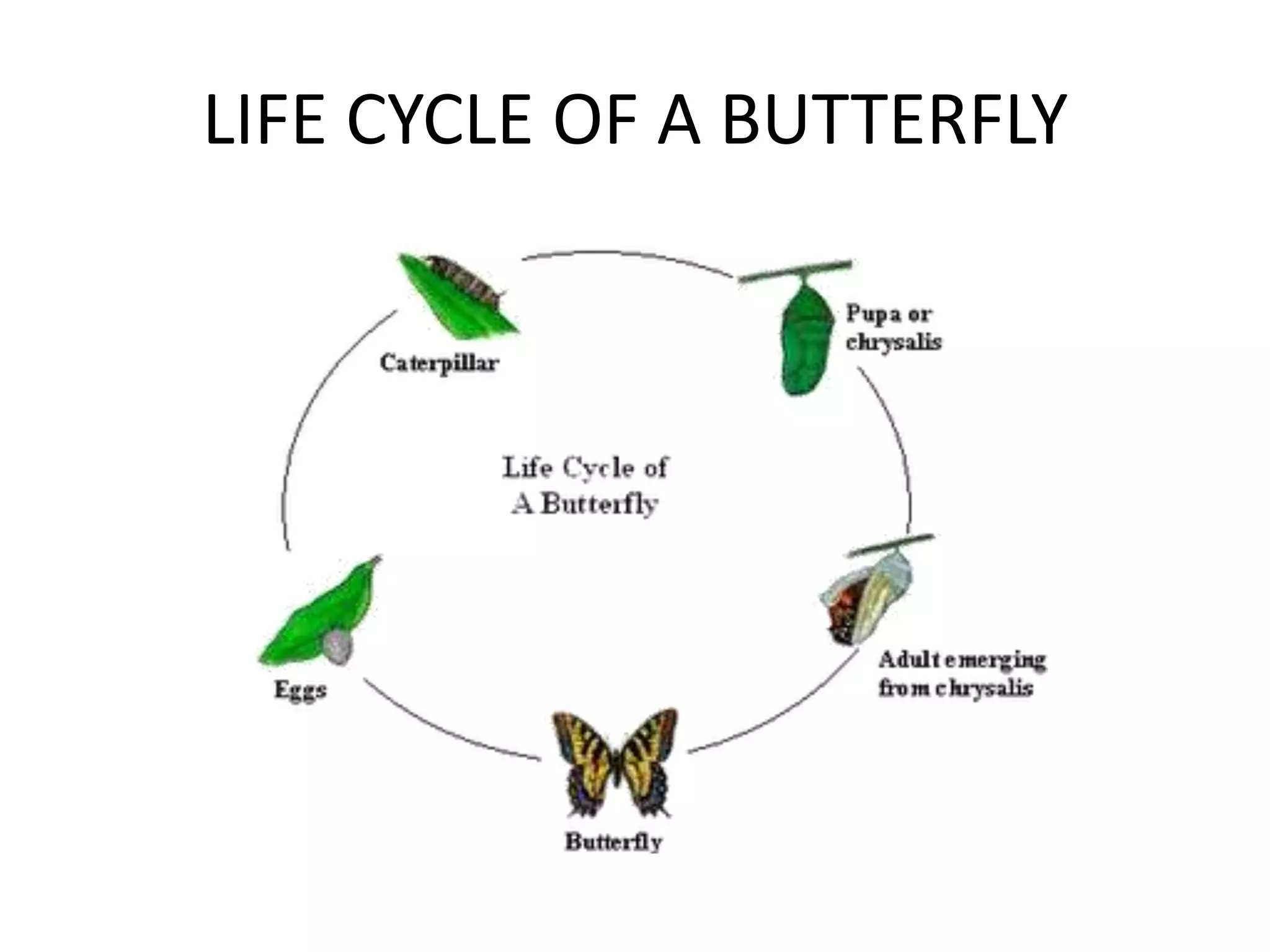 Life cycle of different animals | PPTX