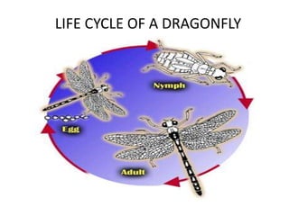 LIFE CYCLE OF A DRAGONFLY
 