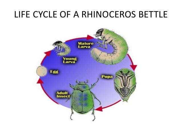 Life cycle of different animals