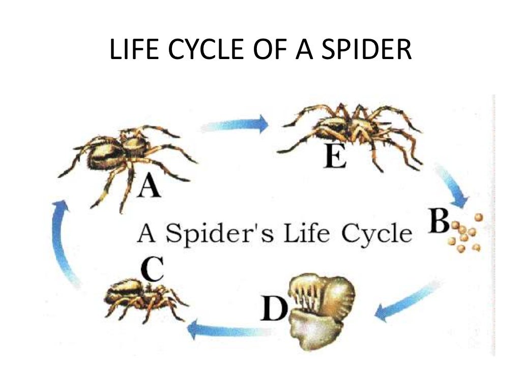 Life cycle of different animals