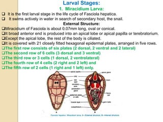 Life cycle of fasciola hepatica:Trematods | PPTX