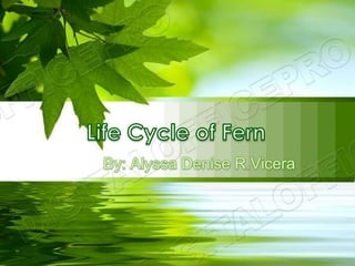 Life Cycle of Fern By: Alyssa Denise R.Vicera 