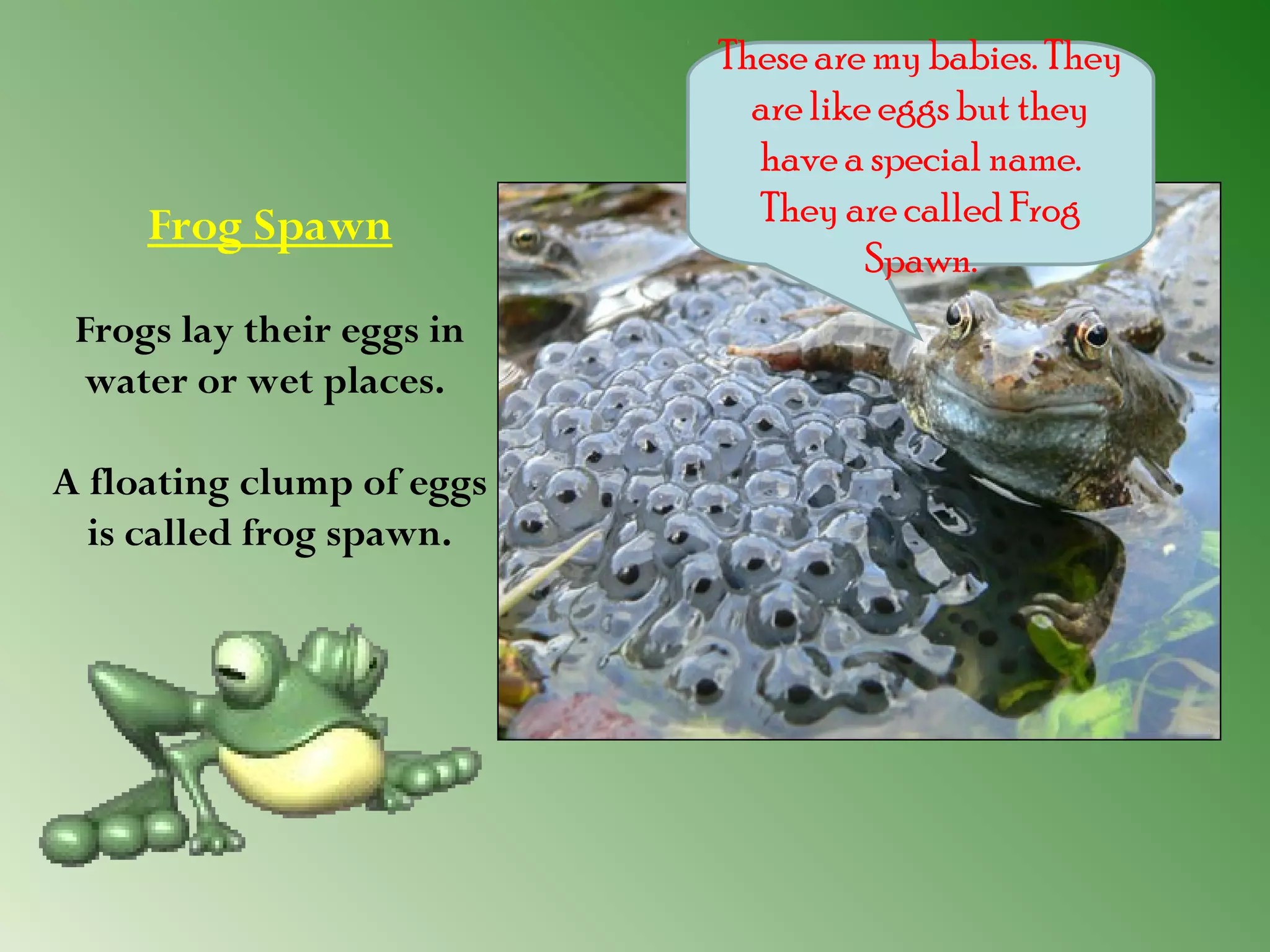 Frog Spawn
Frogs lay their eggs in
water or wet places.
A floating clump of eggs
is called frog spawn.
    

These are my babies. They
are like eggs but they
have a special name.
They are called Frog
Spawn.

 