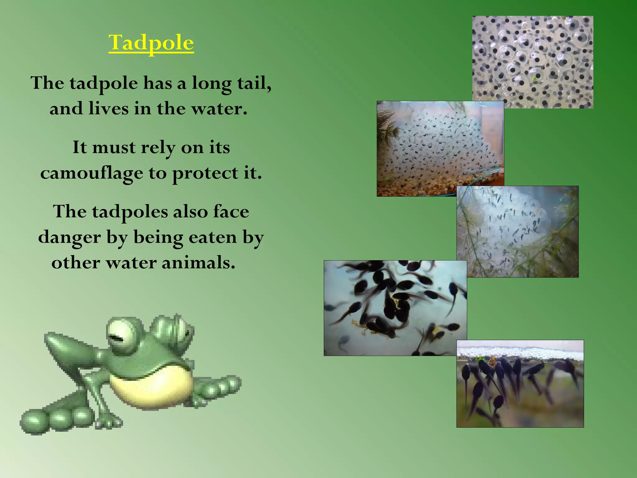 Tadpole
The tadpole has a long tail,
and lives in the water.
It must rely on its
camouflage to protect it.
The tadpoles also face
danger by being eaten by
other water animals. 

 