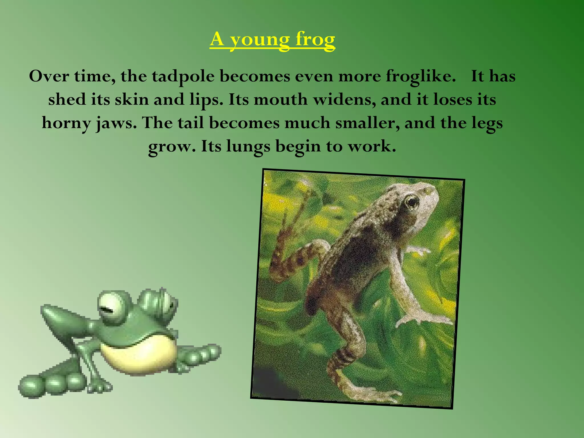 A young frog
Over time, the tadpole becomes even more froglike.  It has
shed its skin and lips. Its mouth widens, and it loses its
horny jaws. The tail becomes much smaller, and the legs
grow. Its lungs begin to work.

 