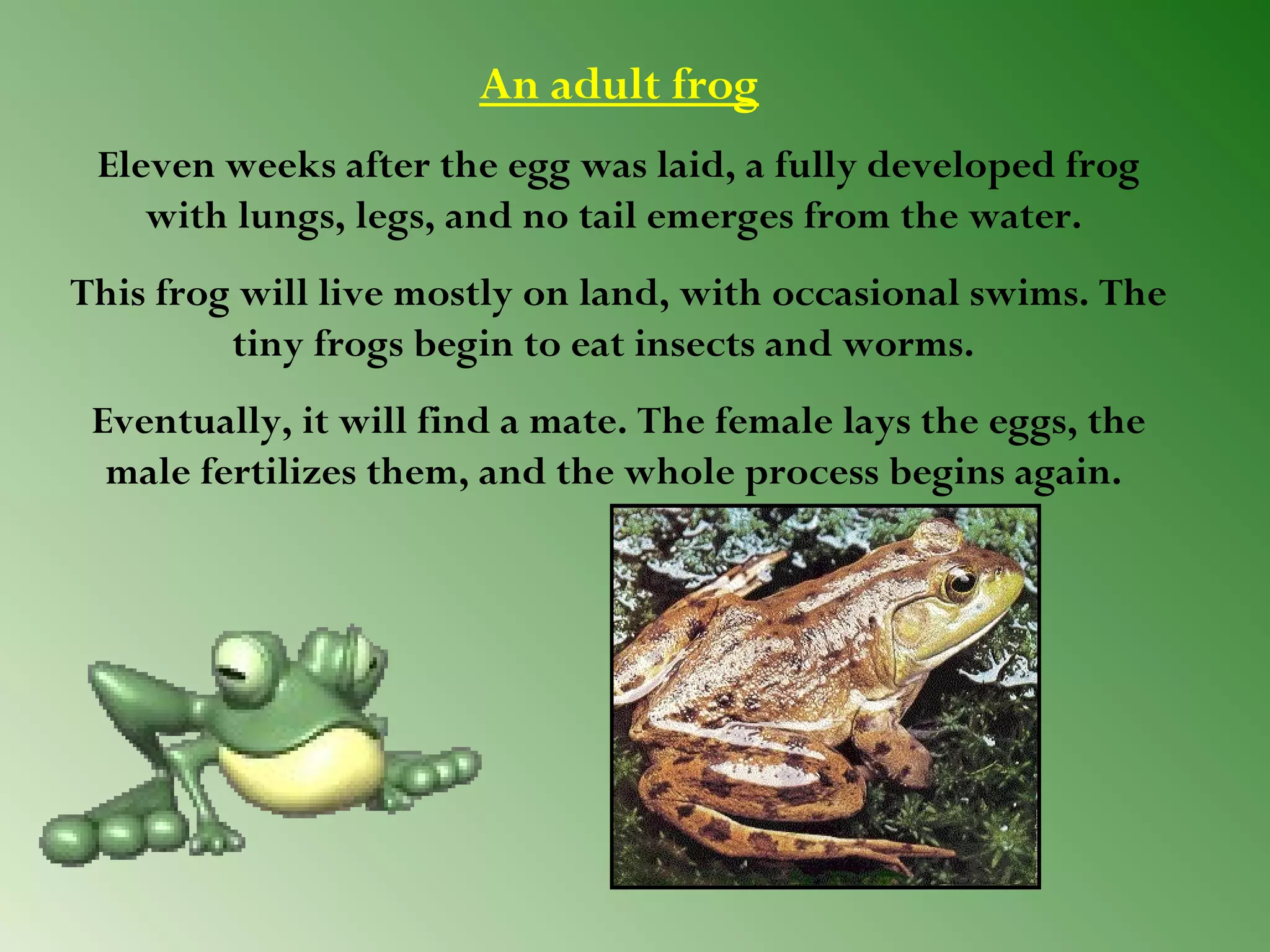 An adult frog
Eleven weeks after the egg was laid, a fully developed frog
with lungs, legs, and no tail emerges from the water.
This frog will live mostly on land, with occasional swims. The
tiny frogs begin to eat insects and worms. 
Eventually, it will find a mate. The female lays the eggs, the
male fertilizes them, and the whole process begins again.

 