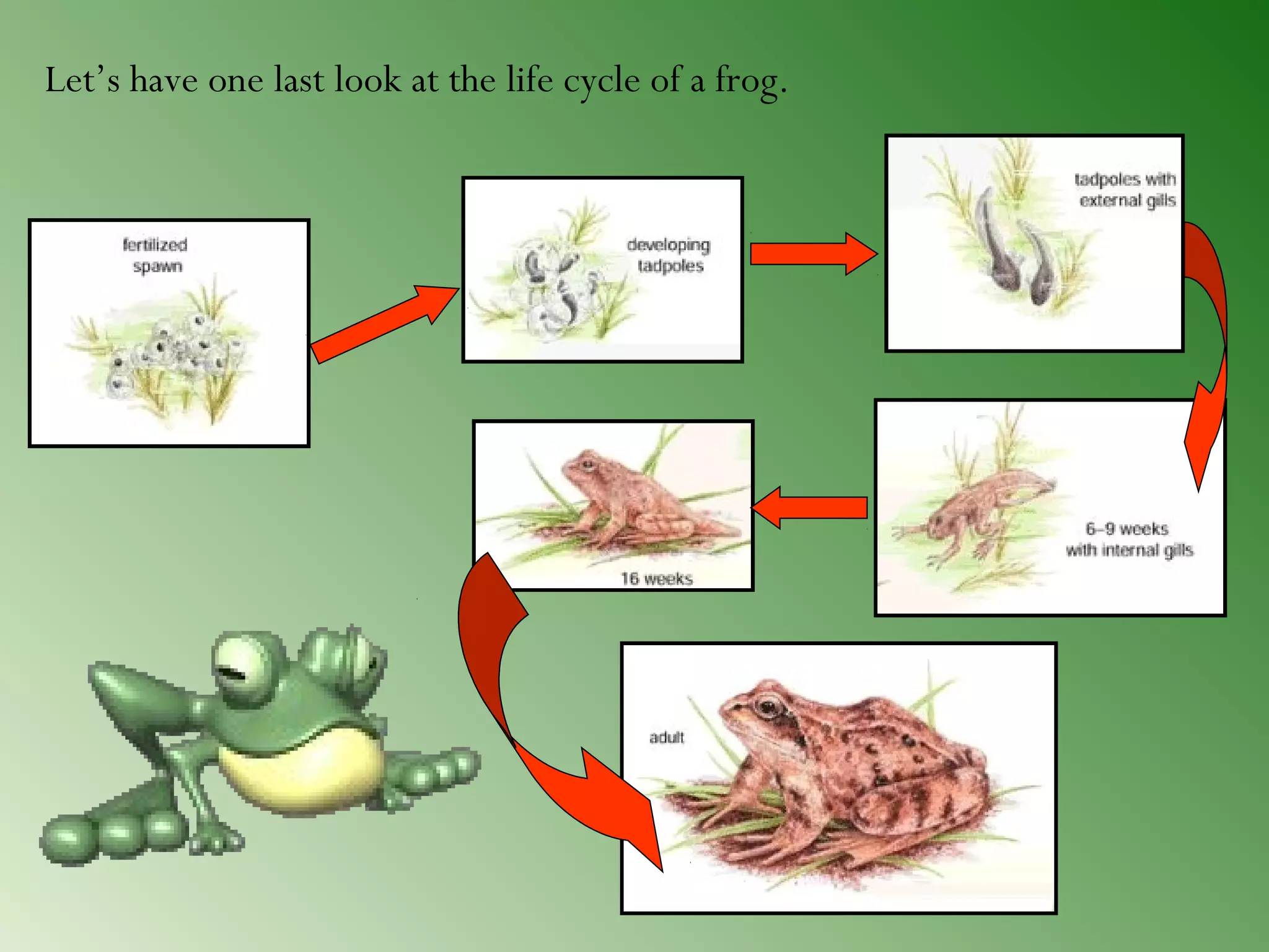 Let’s have one last look at the life cycle of a frog.

 