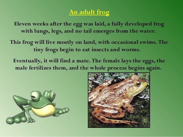 the frog life cycle process Frog life cycle printable by gwyn july 2014 // no commentsfrog life cycle printable child's place has a the very hungry caterpillar: process miss bowes. the frog life cycle process Frog life cycle printable by gwyn july 2014 // no commentsfrog life cycle printable child's place has a the very hungry caterpillar: process miss bowes.