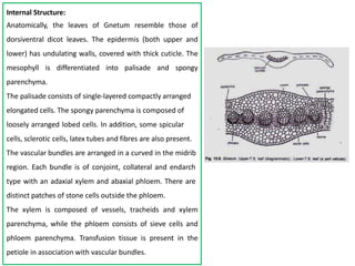 Internal Structure:
Anatomically, the leaves of Gnetum resemble those of
dorsiventral dicot leaves. The epidermis (both upper and
lower) has undulating walls, covered with thick cuticle. The
mesophyll is differentiated into palisade and spongy
parenchyma.
The palisade consists of single-layered compactly arranged
elongated cells. The spongy parenchyma is composed of
loosely arranged lobed cells. In addition, some spicular
cells, sclerotic cells, latex tubes and fibres are also present.
The vascular bundles are arranged in a curved in the midrib
region. Each bundle is of conjoint, collateral and endarch
type with an adaxial xylem and abaxial phloem. There are
distinct patches of stone cells outside the phloem.
The xylem is composed of vessels, tracheids and xylem
parenchyma, while the phloem consists of sieve cells and
phloem parenchyma. Transfusion tissue is present in the
petiole in association with vascular bundles.
 