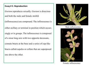 Essay # 2. Reproduction:
Gnetum reproduces sexually. Gnetum is dioecious
and both the male and female strobili
(inflorescence) are compound. The inflorescence is
either axillary or terminal in position which occurs Male inflorescence
singly or in groups. The inflorescence is composed
of a stout long axis with two opposite decussate,
connate bracts at the base and a series of cup-like
bracts called cupules or collars that are superposed
one above the other.
Female inflorescence
 
