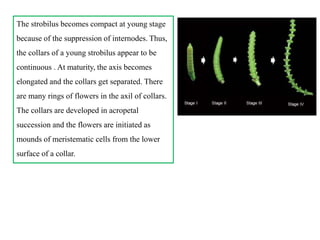 The strobilus becomes compact at young stage
because of the suppression of internodes. Thus,
the collars of a young strobilus appear to be
continuous . At maturity, the axis becomes
elongated and the collars get separated. There
are many rings of flowers in the axil of collars.
The collars are developed in acropetal
succession and the flowers are initiated as
mounds of meristematic cells from the lower
surface of a collar.
 