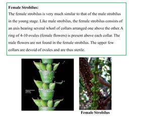 Female Strobilus:
The female strobilus is very much similar to that of the male strobilus
in the young stage. Like male strobilus, the female strobilus consists of
an axis bearing several whorl of collars arranged one above the other.A
ring of 4-10 ovules (female flowers) is present above each collar. The
male flowers are not found in the female strobilus. The upper few
collars are devoid of ovules and are thus sterile.
Female Strobilus
 