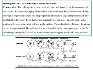 Development of Male Gametophyte before Pollination:
Pearson view: The pollen grain is inapeturate and spherical, bounded by the two concentric
wall layers: the outer thick, spiny exine and the inner thin intine. The pollen nucleus divides
mitotically to produce a small lens-shaped prothallial cell and a large antheridiai initial. The
prothallial cell does not divide further and eventually degenerates. The antheridiail initial
divides to form an antheridiail cell and a tube nucleus. The antheridiail cell directly functions
as spermatogenous cell. The pollen grains are released from the microsporangium at this 3-
celled stage (one prothallial cell, an antheridiai or spermatogenous cell and a tube nucleus).
 