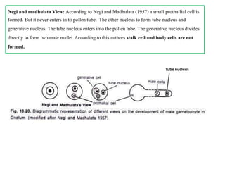 Negi and madhulata View: According to Negi and Madhulata (1957) a small prothallial cell is
formed. But it never enters in to pollen tube. The other nucleus to form tube nucleus and
generative nucleus. The tube nucleus enters into the pollen tube. The generative nucleus divides
directly to form two male nuclei.According to this authors stalk cell and body cells are not
formed.
Tube nucleus
 